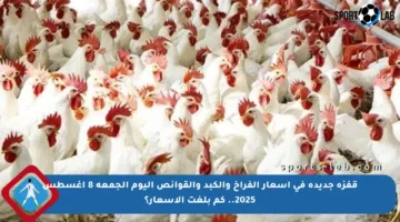 قفزة جديدة في أسعار الفراخ والكبد والقوانص اليوم الجمعة 8 أغسطس 2025.. كم بلغت الأسعار؟